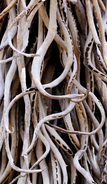 Alive (5 of 5-image set 50x135cm)