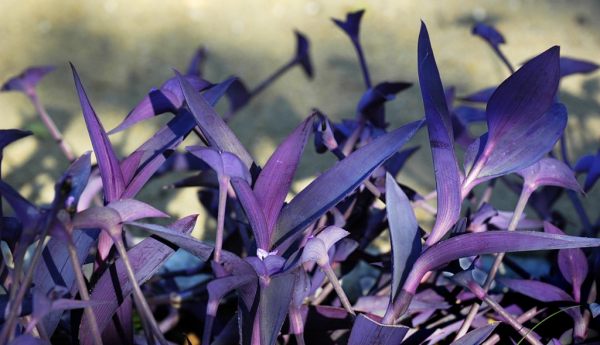 Jardim Bot�nico da Ajuda #2