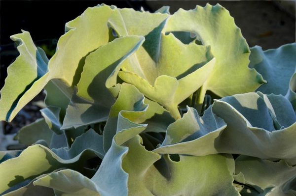 Jardim Bot�nico da Ajuda #1