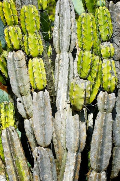 Alive (3 of 5-image set  50x135cm)