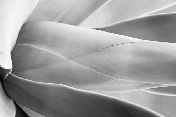 agave 7