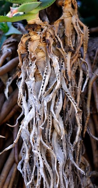 Alive (1 of 5-image set 50x135cm)