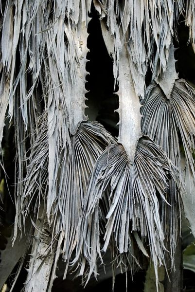 Alive (2 of 5-image set 50x135cm)