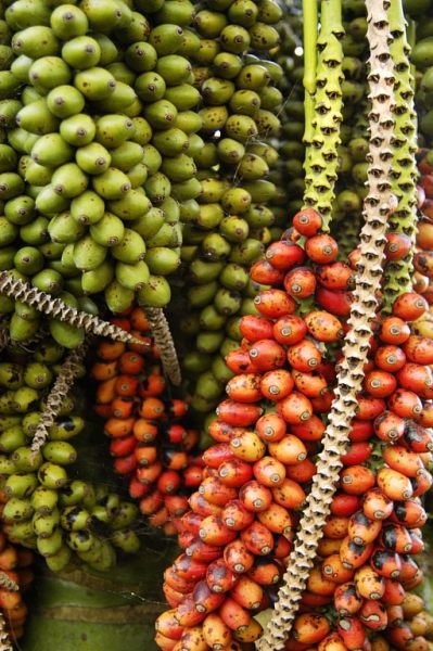 Jardim Bot�nico da Ajuda #3