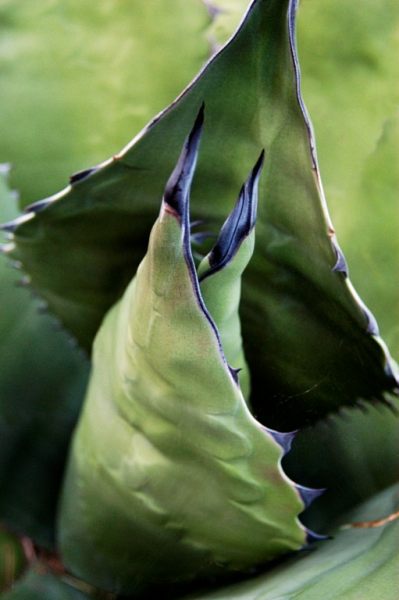 Parque das Necessidades #2, Lisbon