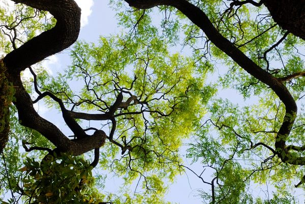 Canopy of light #2, fine art paper, 40x60cm