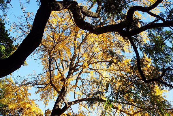 Canopy of light #3, fine art paper, 40x60cm