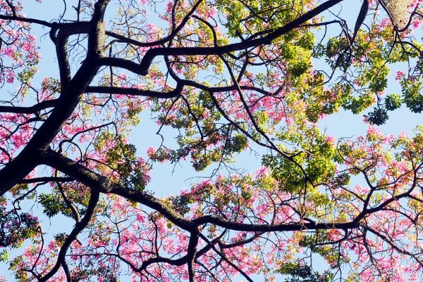 Canopy of light #1, fine art paper, 40x60cm