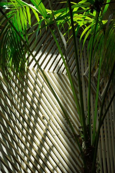 Symphony in green (2 of 5-image set 50x145cm)