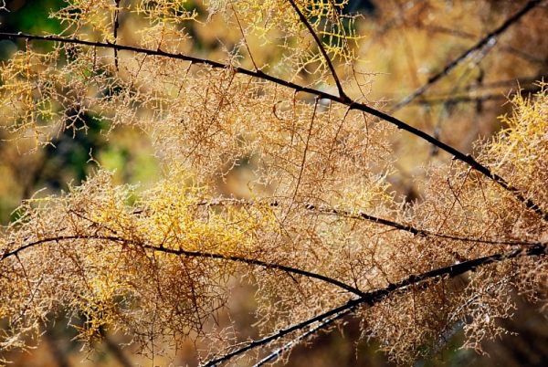 Winter glow, fine art paper, 60x90cm