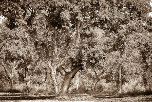 Cork oaks, Alentejo