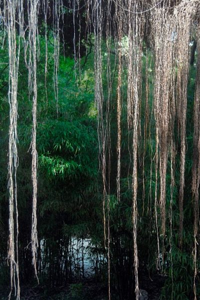 Symphony in green (4 of 5-image set 50x145cm)