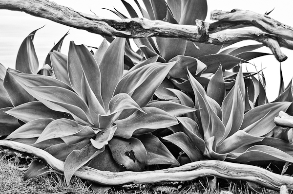agave 11