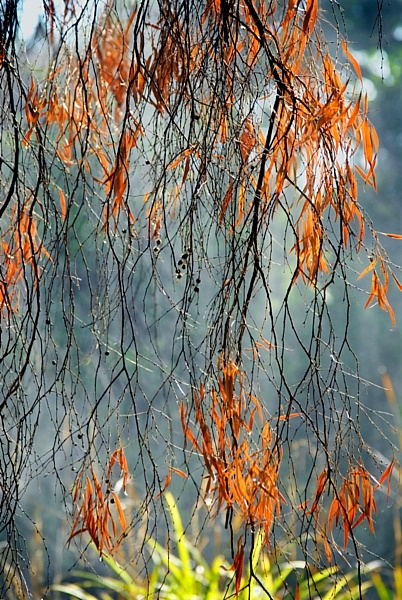 Autumn screens (1 of tryptic 70x195cm)