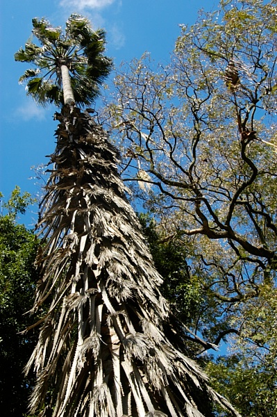 Soaring, canvas, 100x150cm