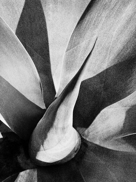 Agave 2