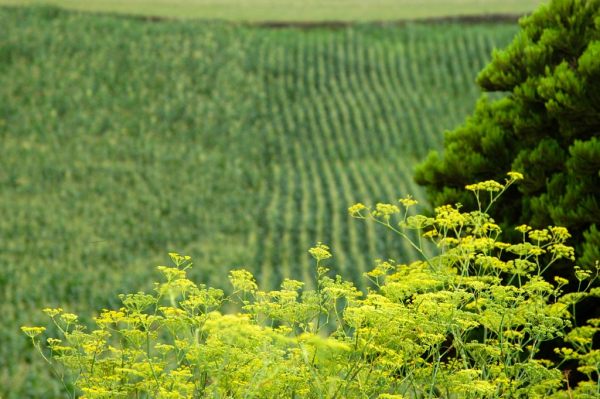 S�o Jorge, A�ores